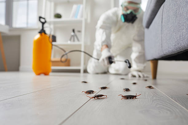 Commercial Kitchen Cockroach Control in Albany